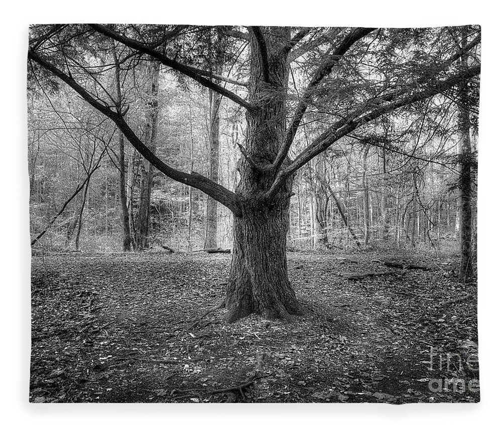 Pine Tree Fleece Blanket featuring the photograph Pine Tree by Mike Eingle