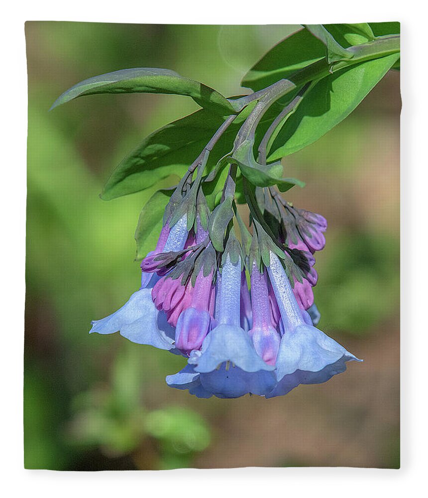 Borage Family Fleece Blanket featuring the photograph Pink Virginia Bluebells or Virginia Cowslip DFL0963 by Gerry Gantt