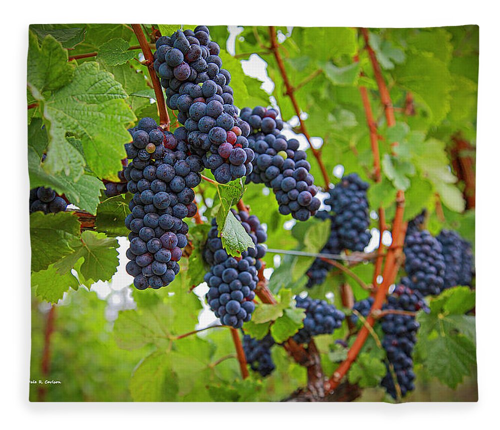 Grapes Fleece Blanket featuring the photograph Pinot Noir by Dale R Carlson