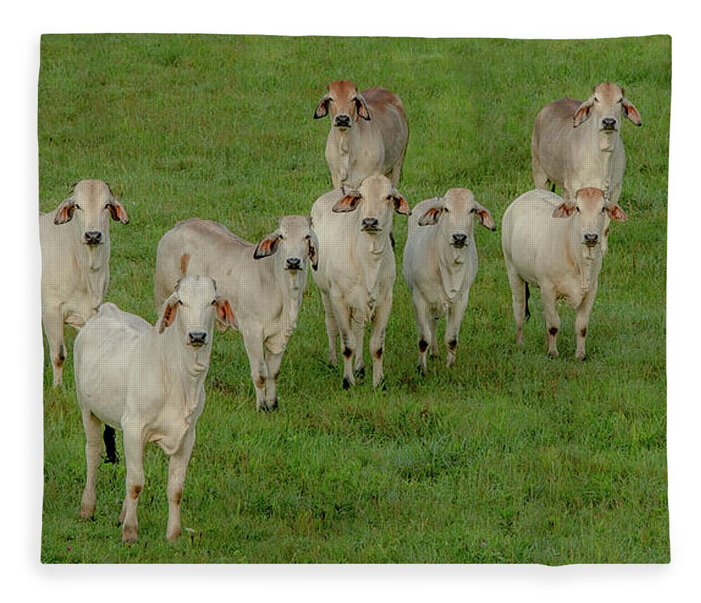 Tennessee Fleece Blanket featuring the photograph Please Tell Me You Brought Breakfast, Soft Color by Marcy Wielfaert