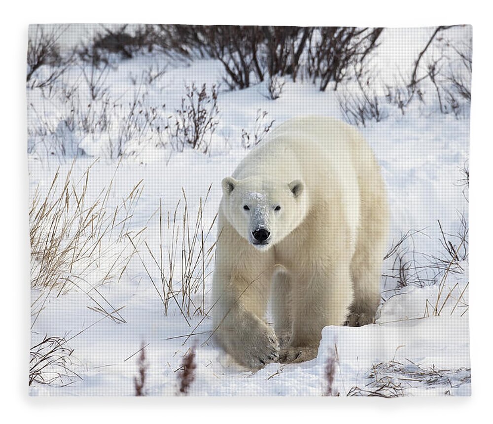 Snow Fleece Blanket featuring the photograph Polar Bear Ursus Maritimus Walking by Robert Postma / Design Pics