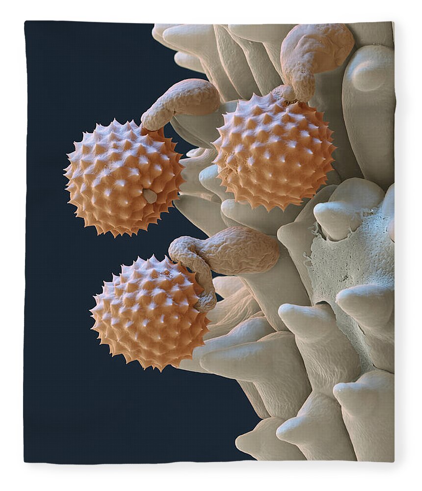 Ambrosia Fleece Blanket featuring the photograph Pollen And Pollen Tubes, Sem by Oliver Meckes EYE OF SCIENCE