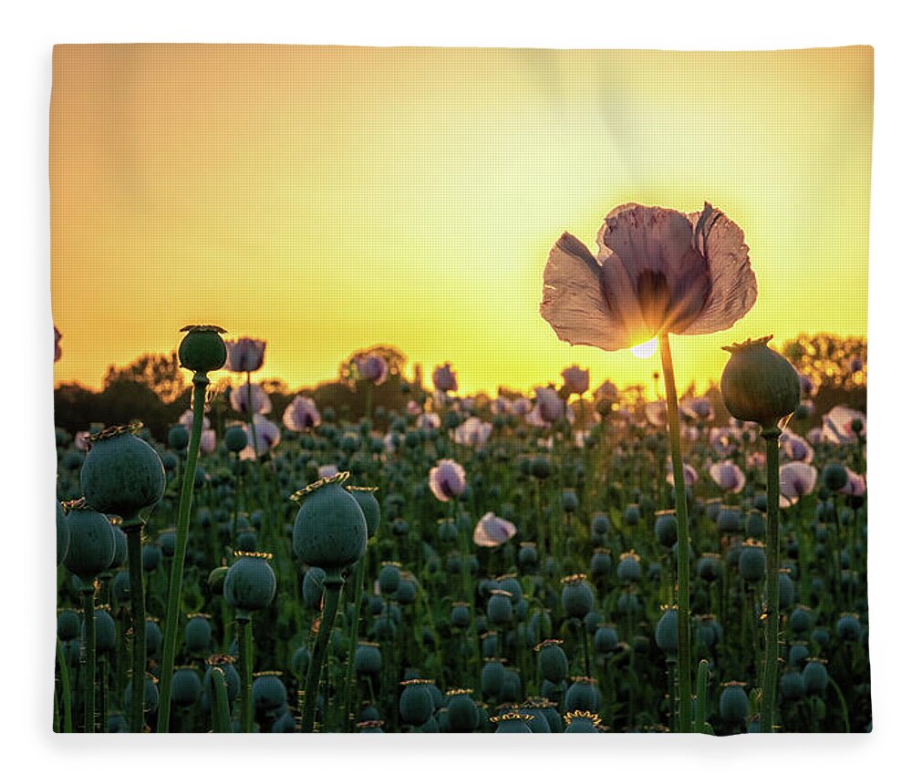 Poppies Fleece Blanket featuring the photograph Poppy Field Sunset by Framing Places