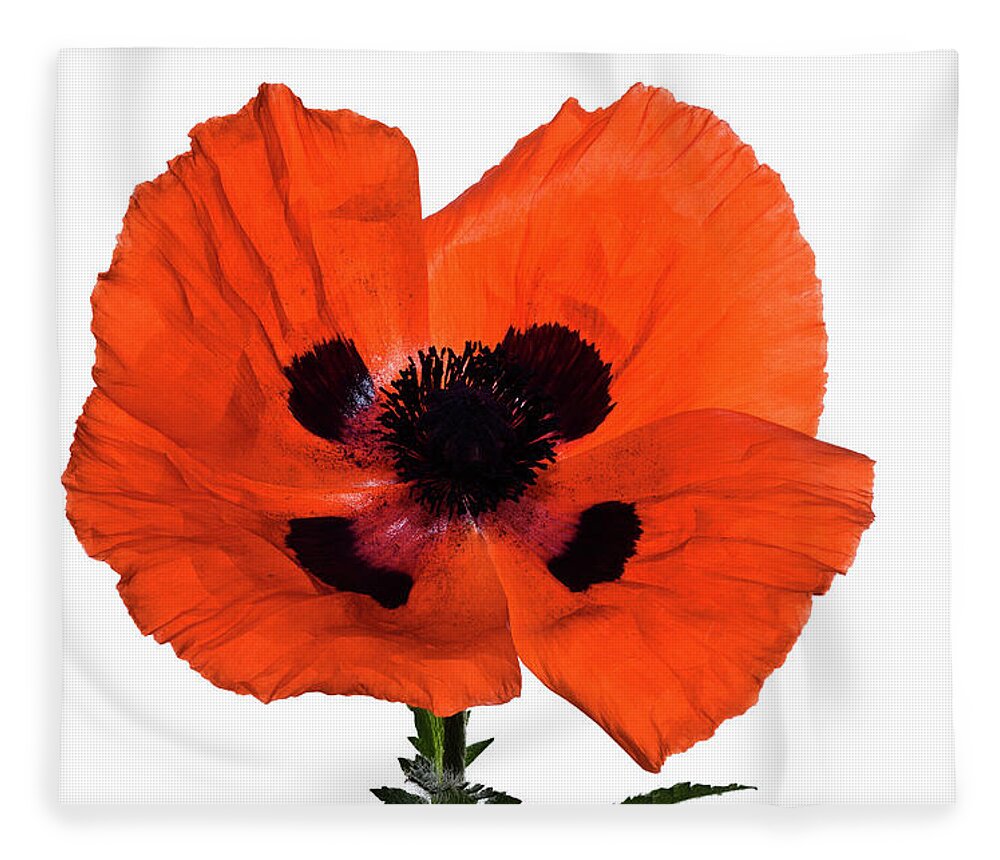 White Background Fleece Blanket featuring the photograph Poppy Flower Papaver Omandarin, On White by Mike Hill