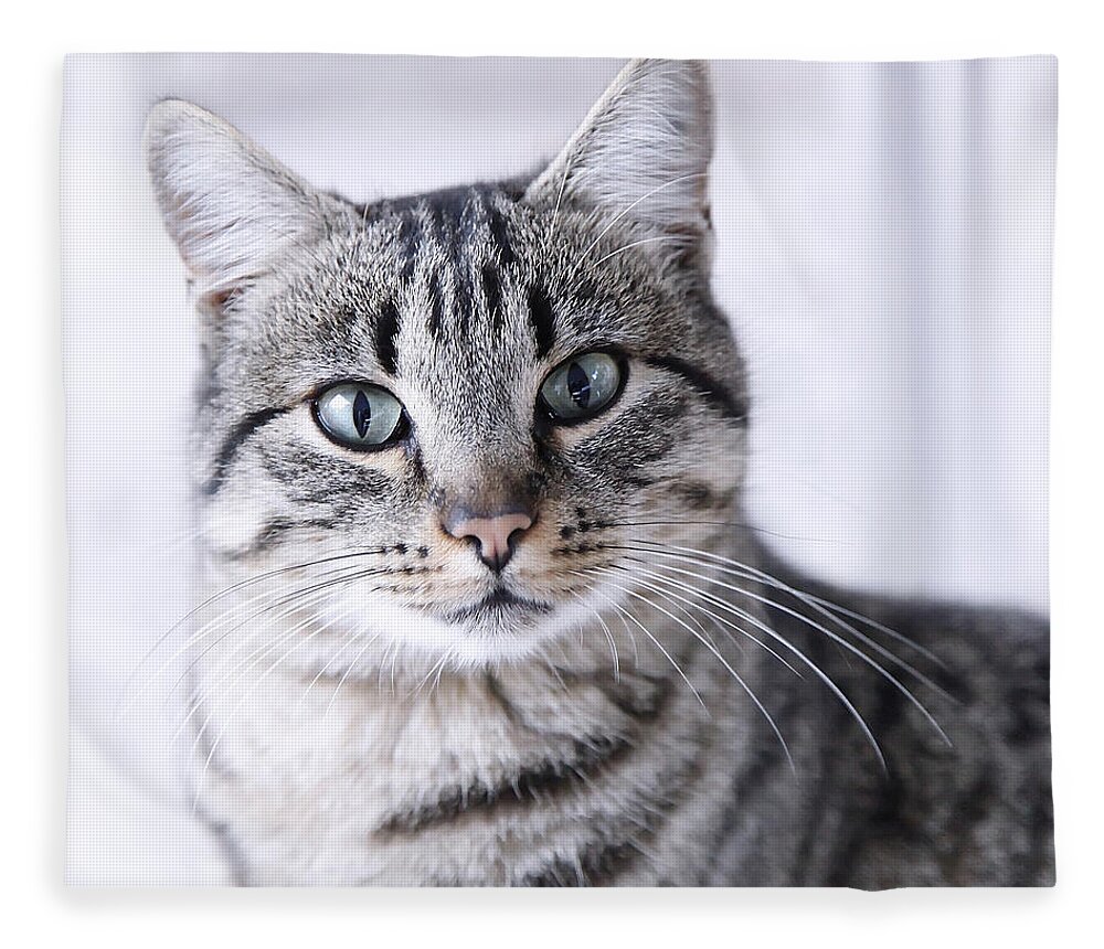Portrait Gray Tabby Cat Fleece Blanket by Maika 777 