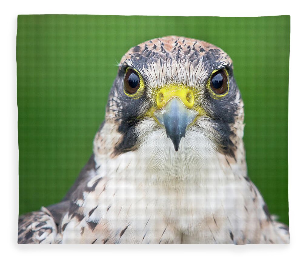 Animal Themes Fleece Blanket featuring the photograph Portrait Of Peregrine Falcon by Michal Baran