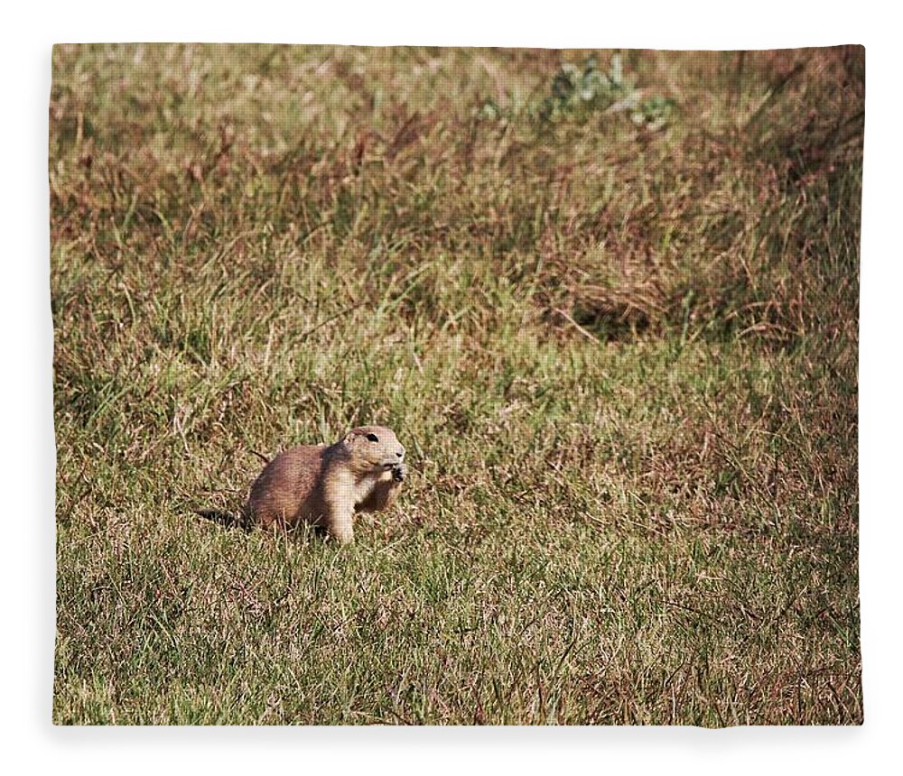 Prairie Dogs At Custer State Park Fleece Blanket featuring the photograph Prairie Dogs at Custer State Park by Susan Jensen