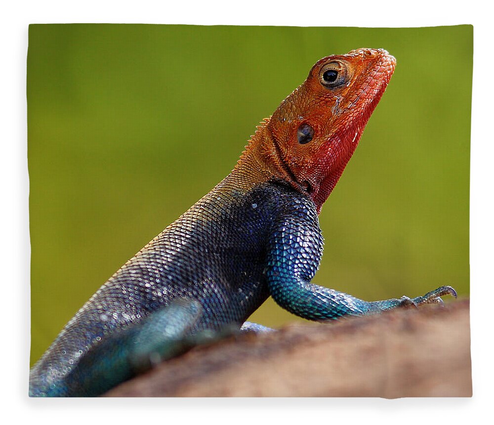 Kenya Fleece Blanket featuring the photograph Profile Of Male Red-headed Rock Agama by Achim Mittler, Frankfurt Am Main