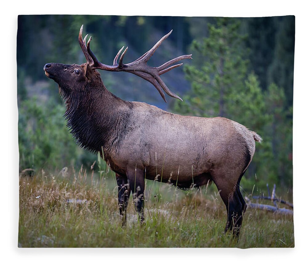 Tapestry Fleece Blanket featuring the photograph Proud Elk by Gary Migues