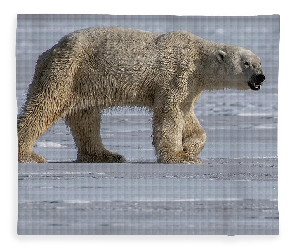 Bear Fleece Blanket featuring the photograph Prowling Polar Bear by Mark Hunter