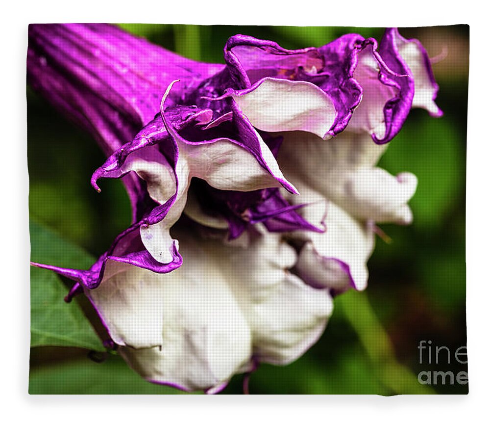 Brugmansia Fleece Blanket featuring the photograph Purple Trumpet Flower by Raul Rodriguez