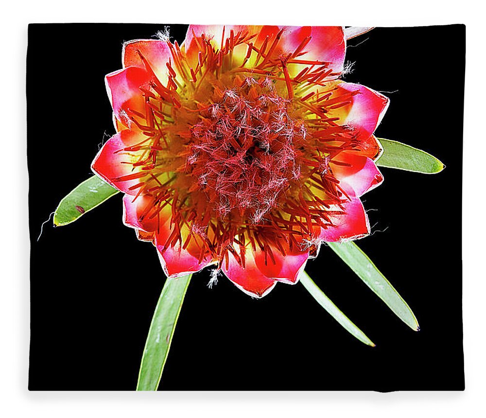 Black Background Fleece Blanket featuring the photograph Queen Protea Top by Chris Stein