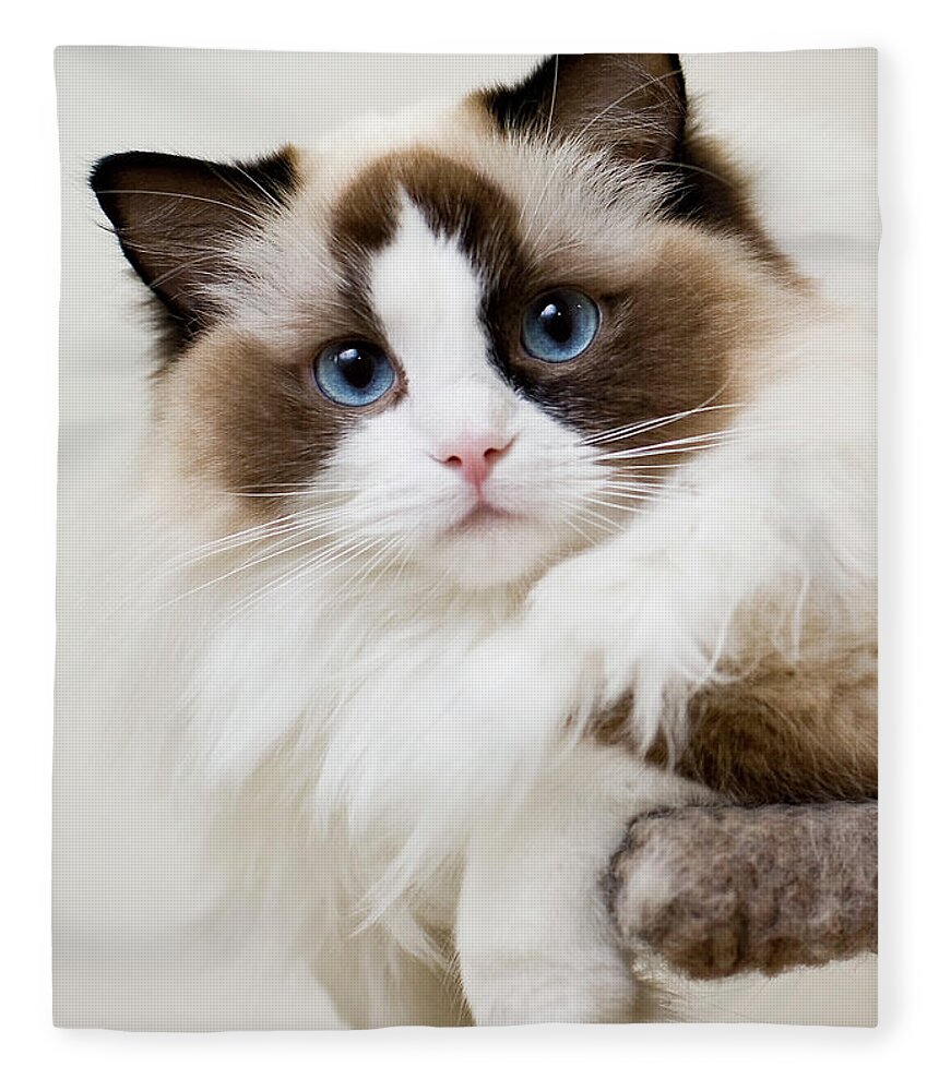 Pets Fleece Blanket featuring the photograph Ragdoll Kitten by Photograph © Jon Cartwright