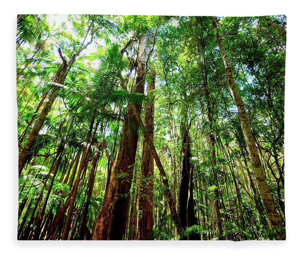 Tropical Rainforest Fleece Blanket featuring the photograph Rainforest by Djgunner