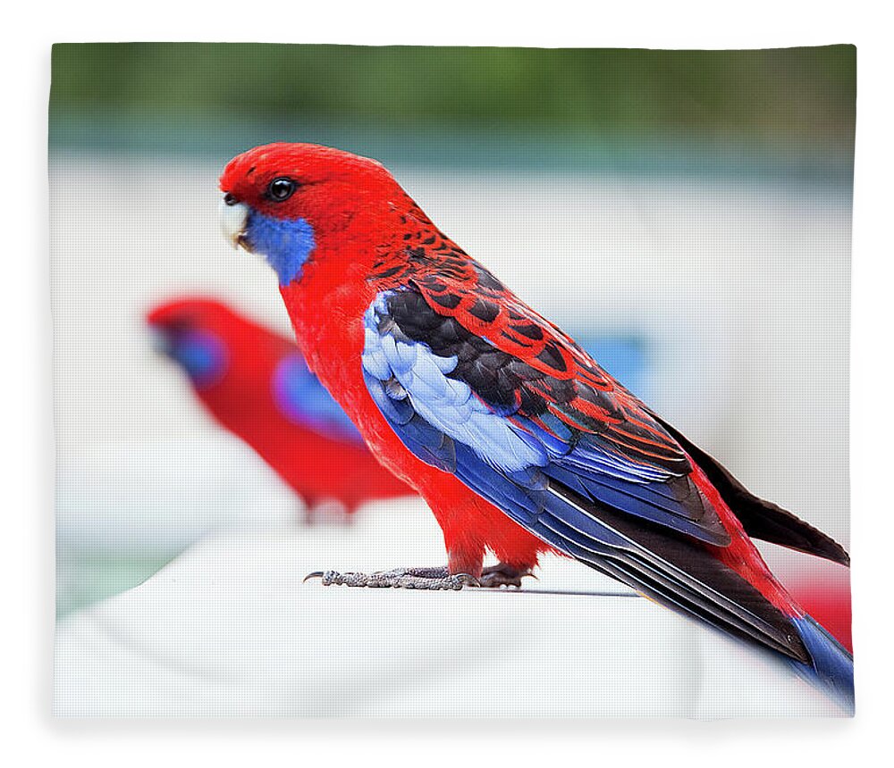 Animal Themes Fleece Blanket featuring the photograph Red And Blue Rosella Parrots On White by Sharon Vos-arnold