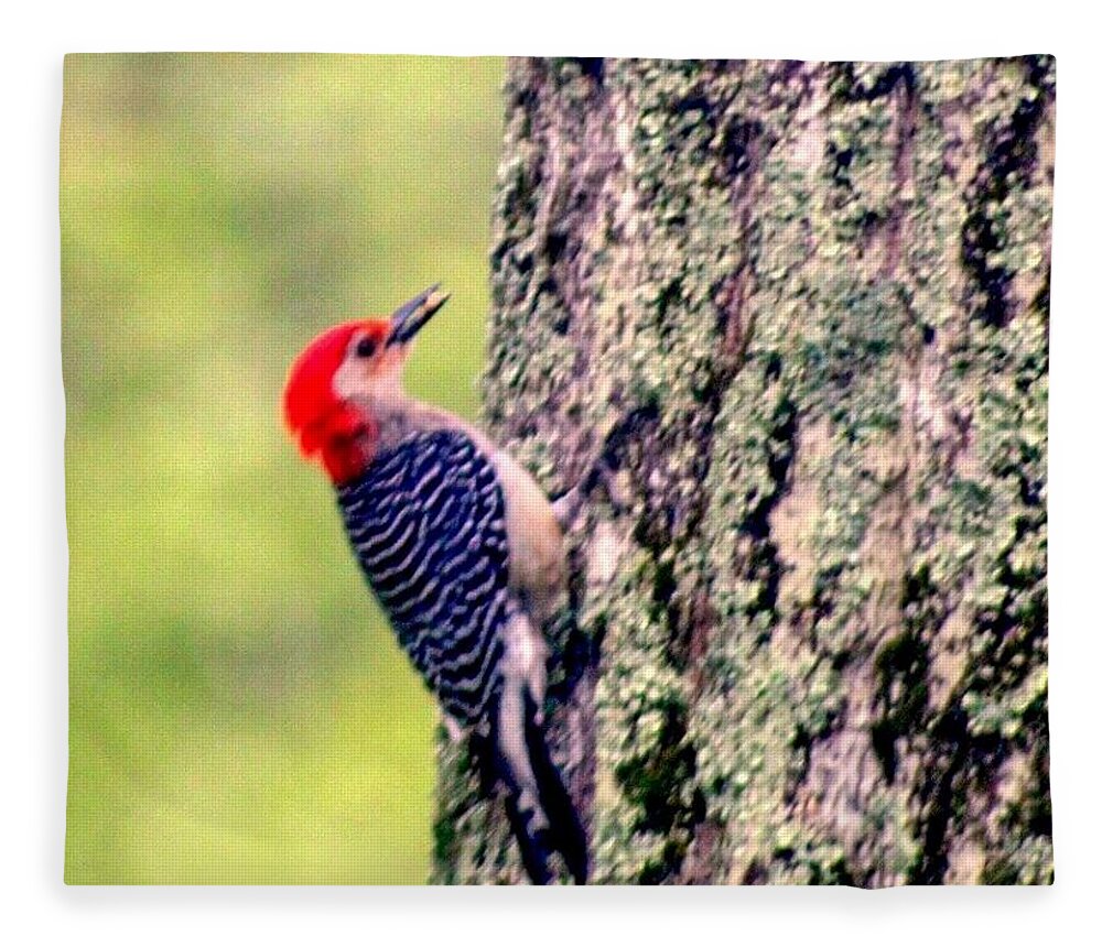 #red #belly #woodpecker#tree #outside # Living Window #longmeadow Fleece Blanket featuring the photograph Red Belly Woodpecker by MaryLee Parker
