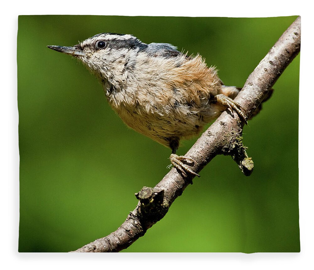 Animal Fleece Blanket featuring the photograph Red Breasted Nuthatch by Jeff Goulden