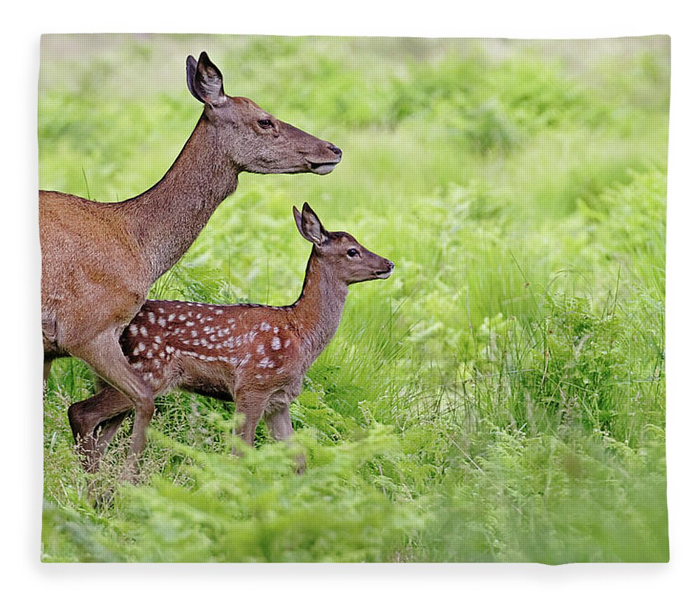 Grass Fleece Blanket featuring the photograph Red Deer Doe And Fawn by Mcdonald P. Mirabile
