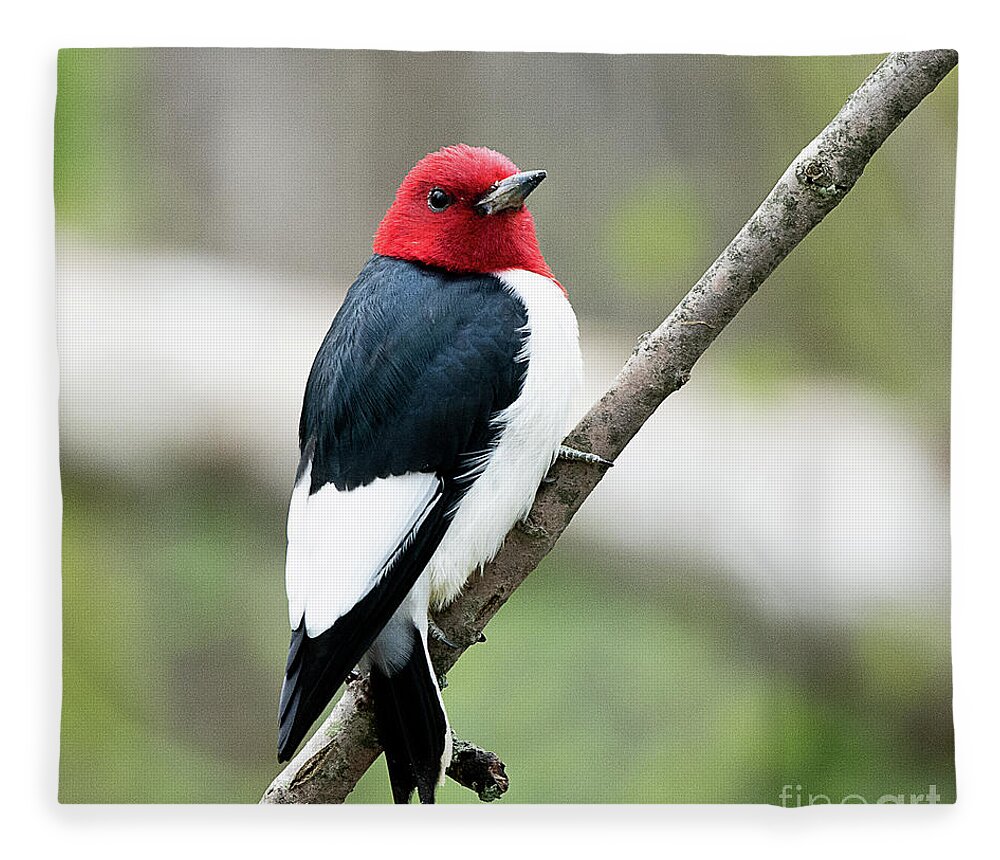 Bird Fleece Blanket featuring the photograph Red Headed Woodpecker by Dennis Hammer