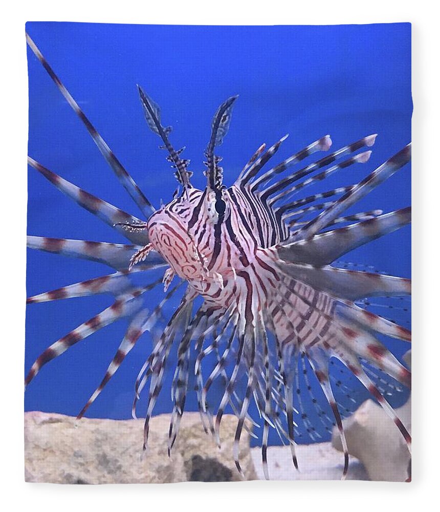Fish Red Lionfish Fleece Blanket featuring the photograph Red Lionfish by Rocco Silvestri