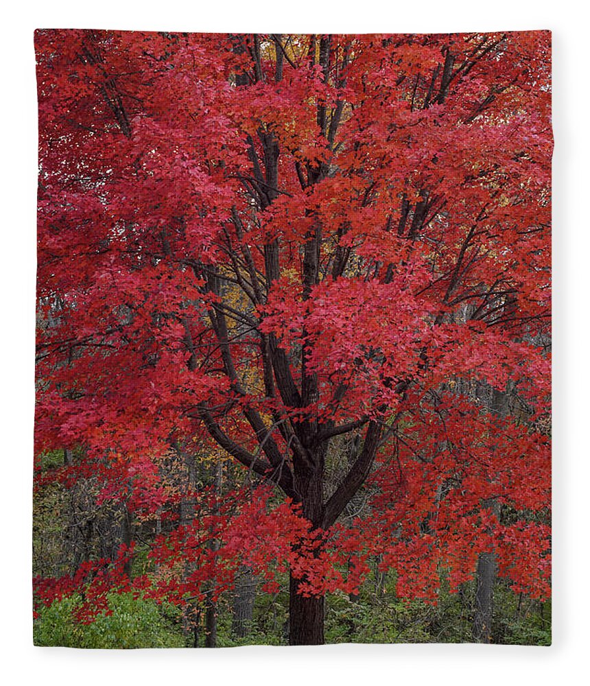 Red Maple Tree Fleece Blanket featuring the photograph Red Maple Splendor by Tamara Becker