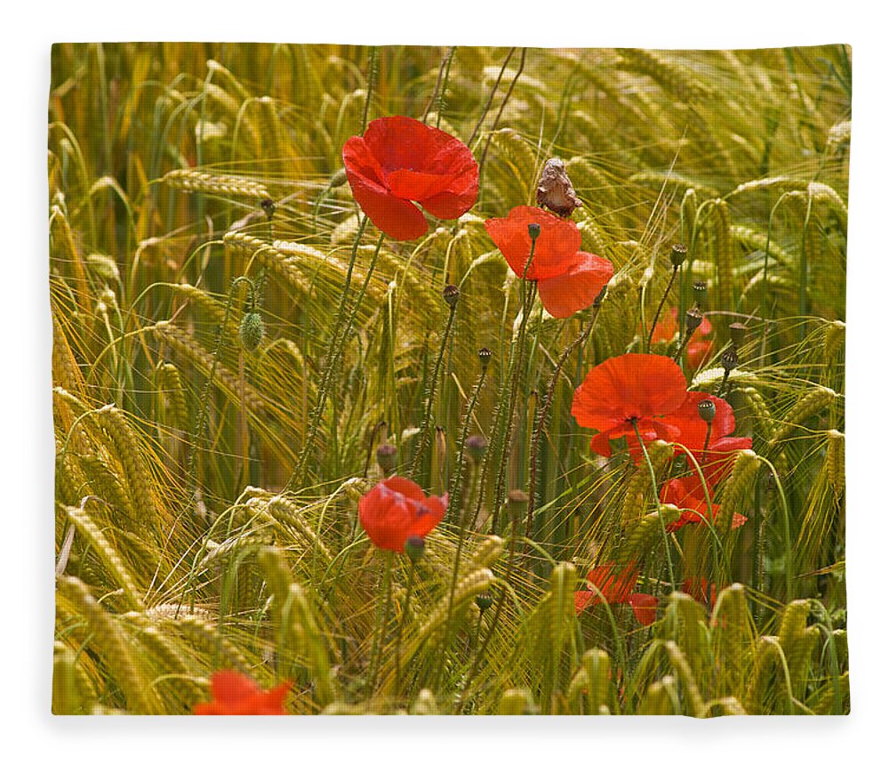 Alertness Fleece Blanket featuring the photograph Red Poppy Flowers In Wheat Field by Chris Sattlberger
