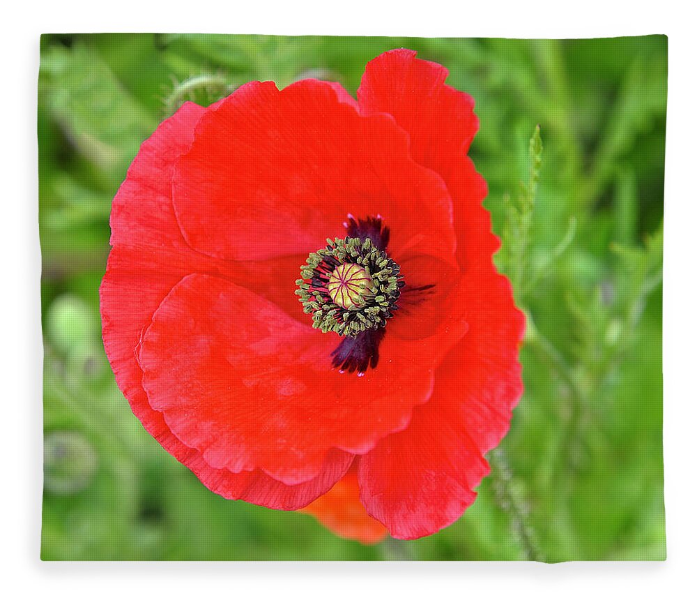 Red Poppy Fleece Blanket featuring the photograph Red Poppy Square by Marianne Campolongo