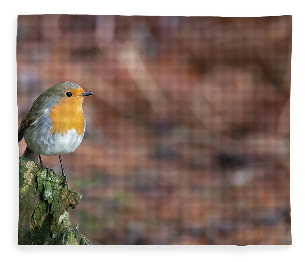 Robin Fleece Blanket featuring the photograph Red Robin in the woods at Autumn by Anita Nicholson
