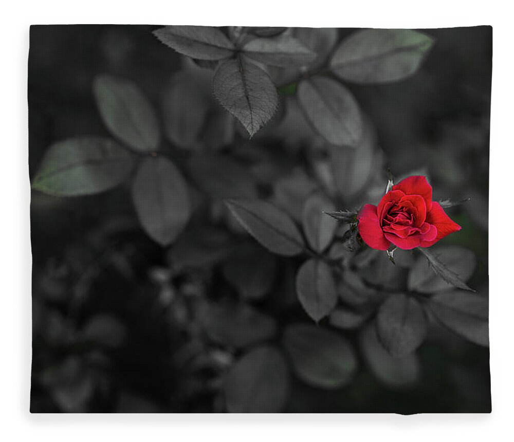 Rose Fleece Blanket featuring the photograph Red Rose by Mike Whalen