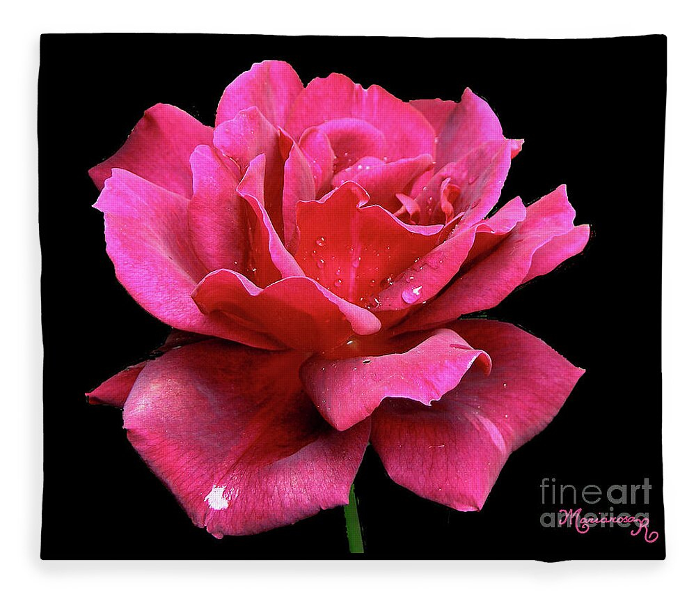 Nature Fleece Blanket featuring the photograph Red Rose with Raindrops by Mariarosa Rockefeller