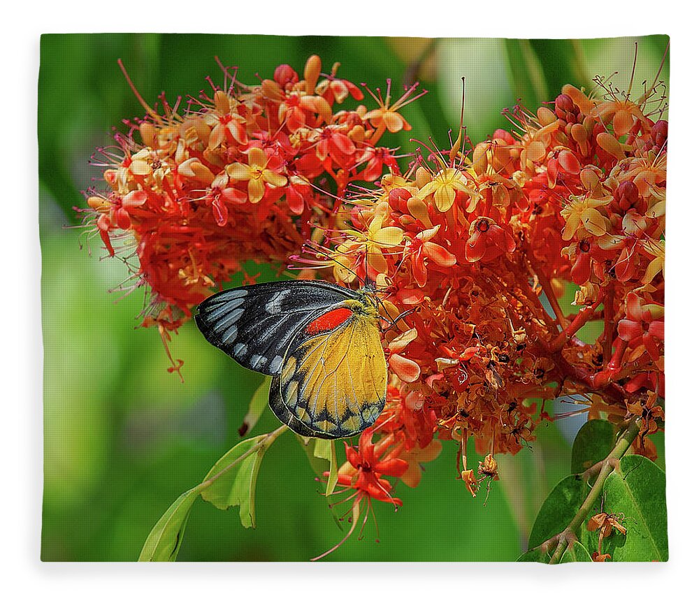 Nature Fleece Blanket featuring the photograph Red-spot Jezebel Butterfly DTHN0235 by Gerry Gantt