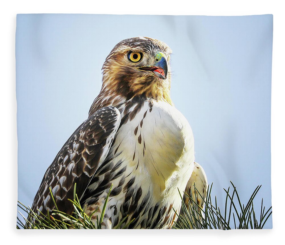 Red Tailed Hawk Fleece Blanket featuring the photograph Red Tailed Hawk by Juli Ellen