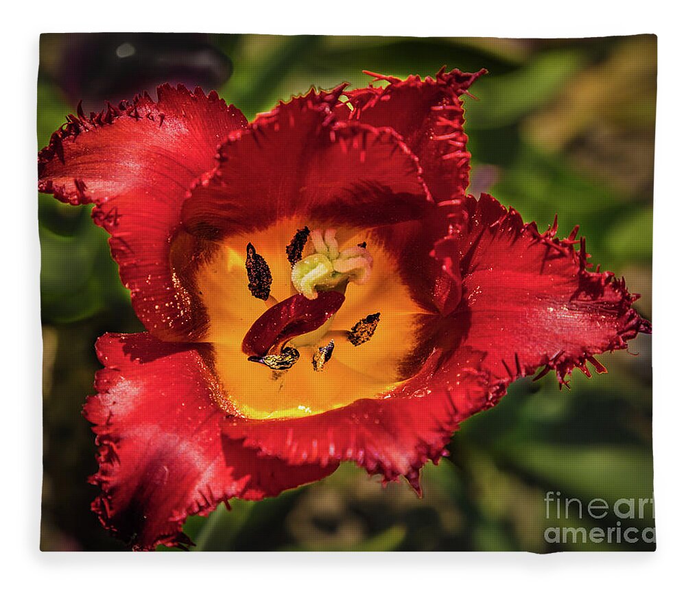 Tulip Fleece Blanket featuring the photograph Red tulip by Lyl Dil Creations