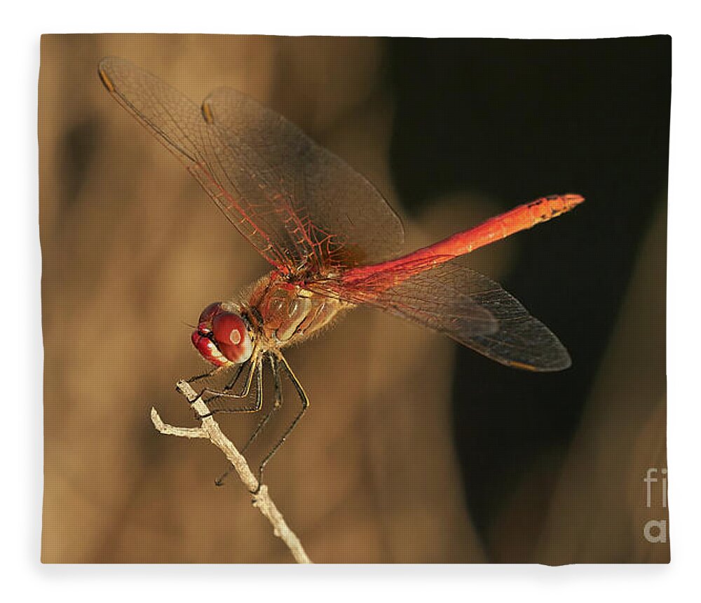 Striolatum Fleece Blanket featuring the photograph Red-veined darter Dragonfly by Pablo Avanzini