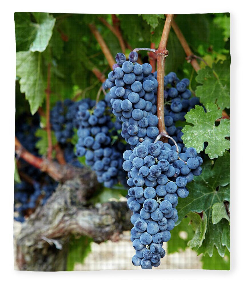 Bunch Fleece Blanket featuring the photograph Red Wine Grapes On The Vine by Jacob Snavely
