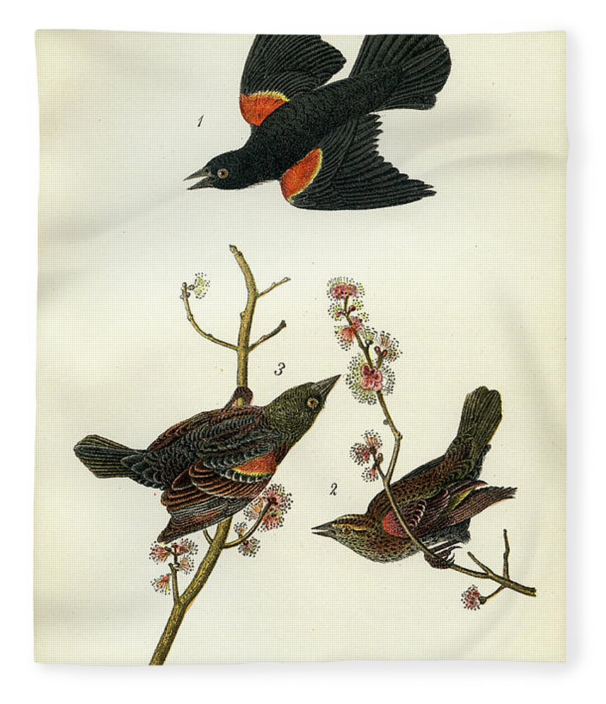 Bird Fleece Blanket featuring the mixed media Red-Winged Black-Bird by Unknown