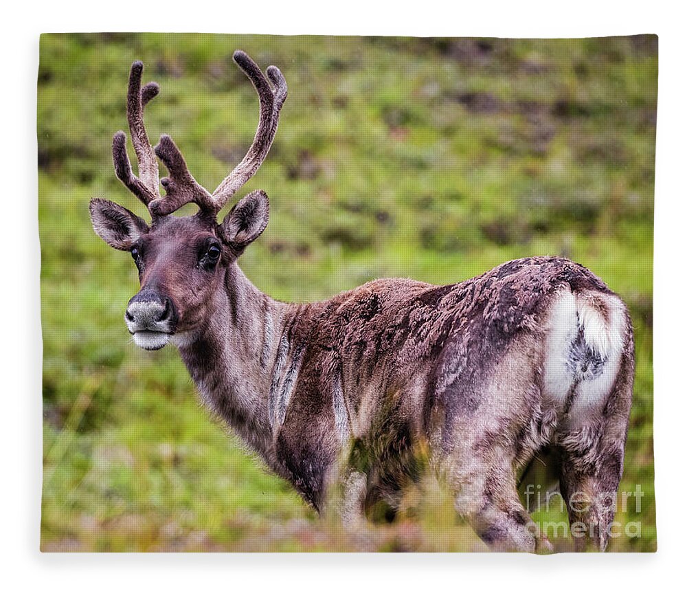 Reindeer Fleece Blanket featuring the photograph Reindeer, Denali National Park, Alaska by Lyl Dil Creations