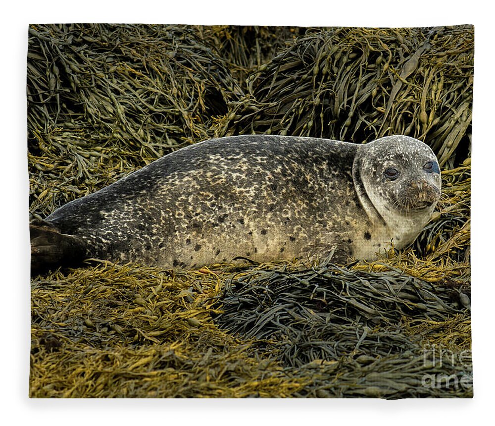 Animal Fleece Blanket featuring the photograph Relaxing Common Seal At The Coast Near Dunvegan Castle On The Isle Of Skye In Scotland by Andreas Berthold