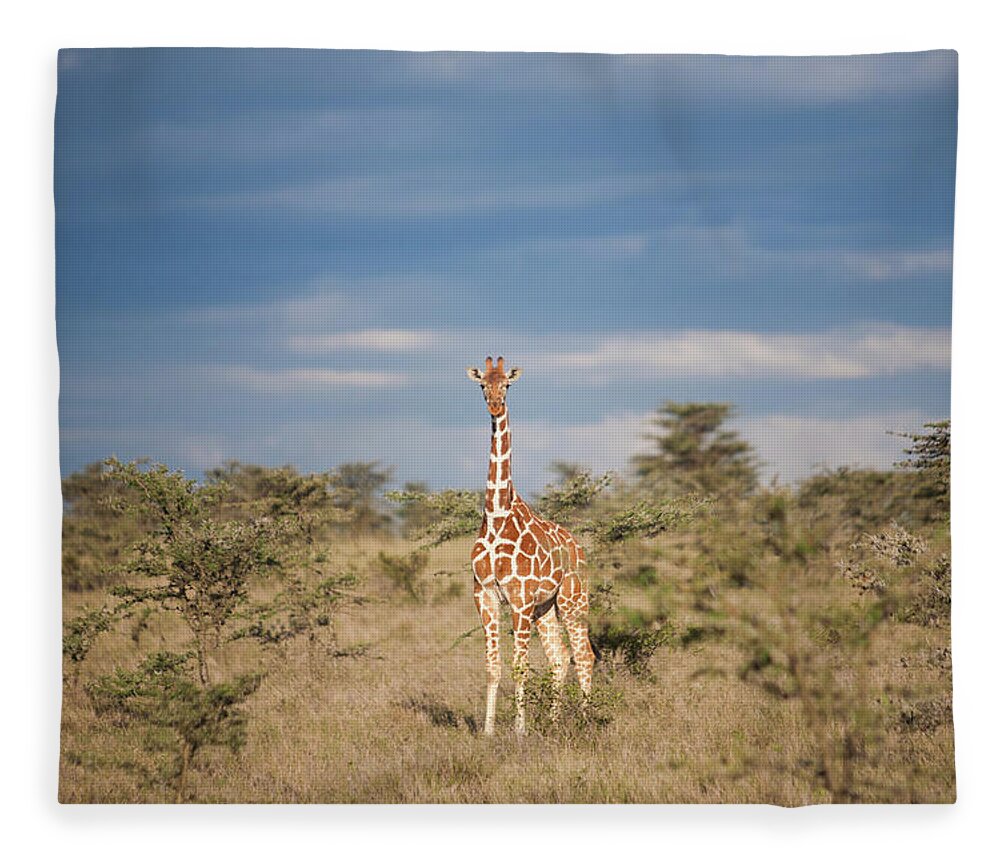 Kenya Fleece Blanket featuring the photograph Reticulated Giraffe, Kenya by Mint Images/ Art Wolfe