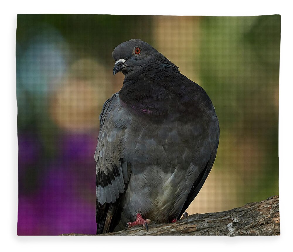 Pigeon Fleece Blanket featuring the photograph Rock Pigeon Perched on a Tree Colorful Background by Pablo Avanzini
