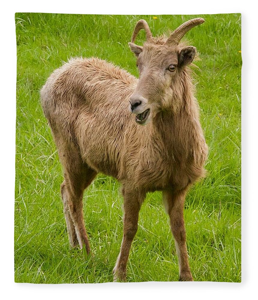 Photography Fleece Blanket featuring the photograph Rocky Mountain Bighorn Ewe by Sean Griffin