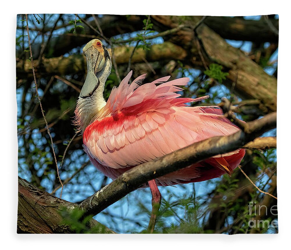 Birds Fleece Blanket featuring the photograph Roseate Spoonbill Poses  by DB Hayes