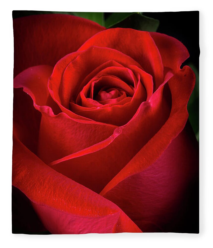 Red Fleece Blanket featuring the photograph Roses Are Red 2 by Frederic A Reinecke