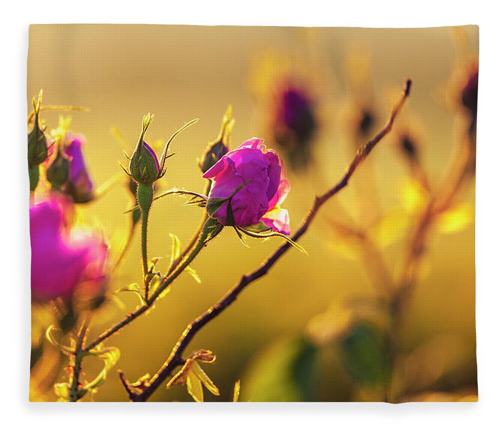 Bulgaria Fleece Blanket featuring the photograph Roses In Gold by Evgeni Dinev