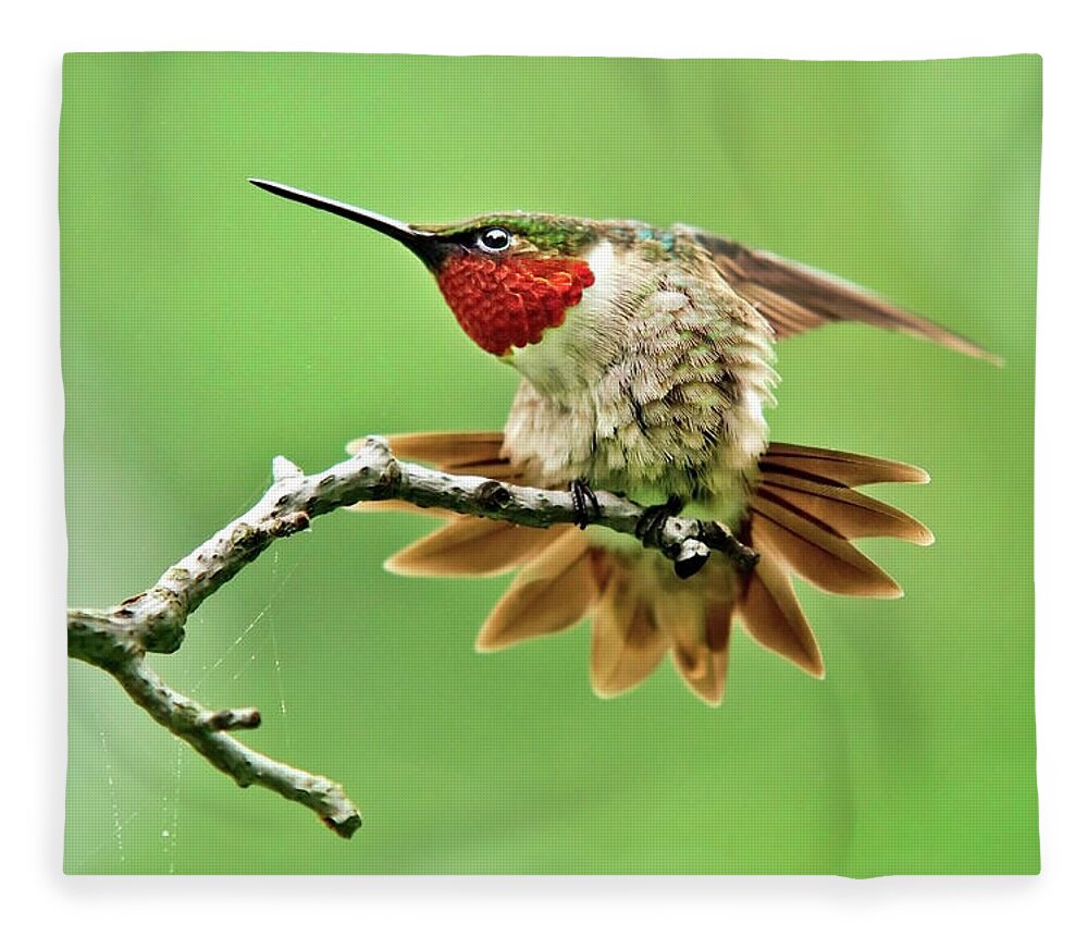 Hummingbird Fleece Blanket featuring the photograph Ruby Throated Hummingbird 4 by Christina Rollo
