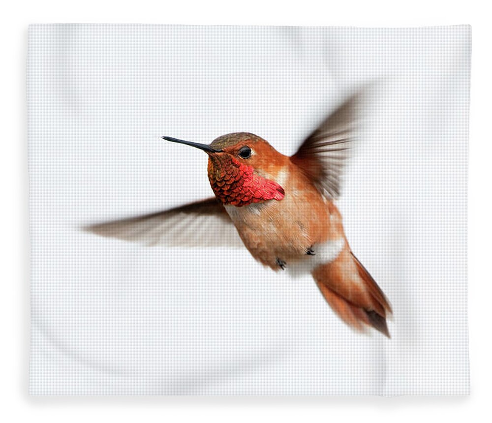Hanging Fleece Blanket featuring the photograph Rufous Hummingbird Male - White by Birdimages