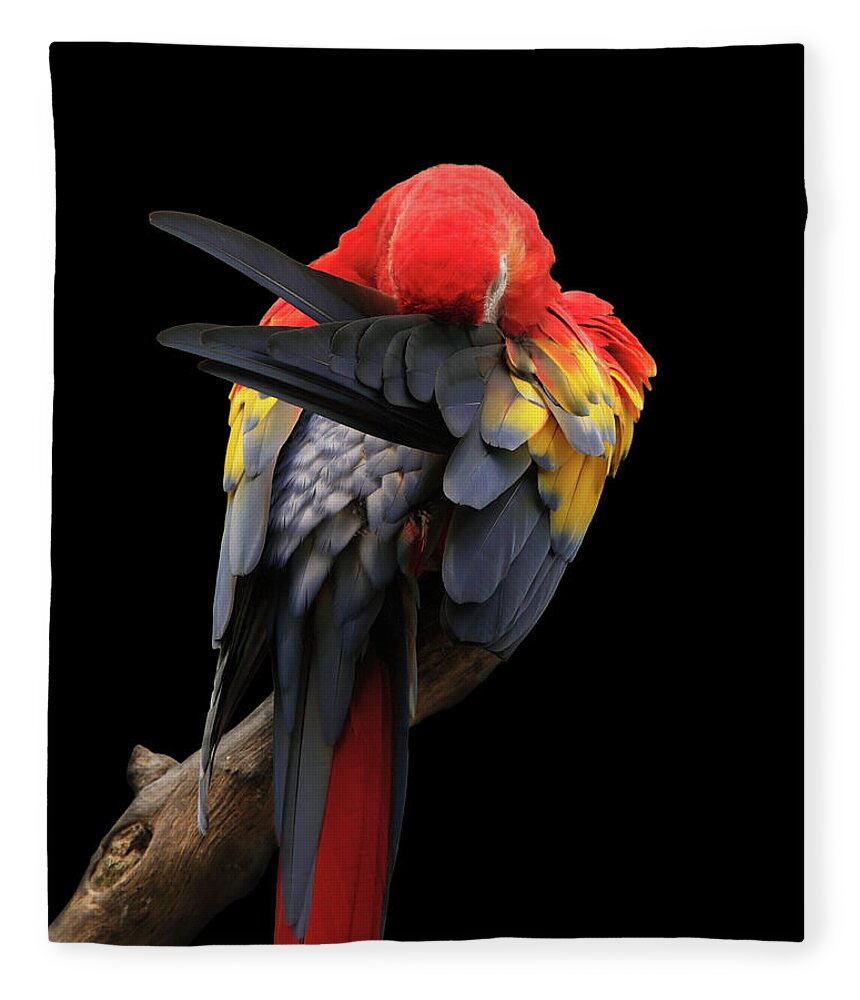 Animal Themes Fleece Blanket featuring the photograph Scarlet Macaw by Paul Taylor