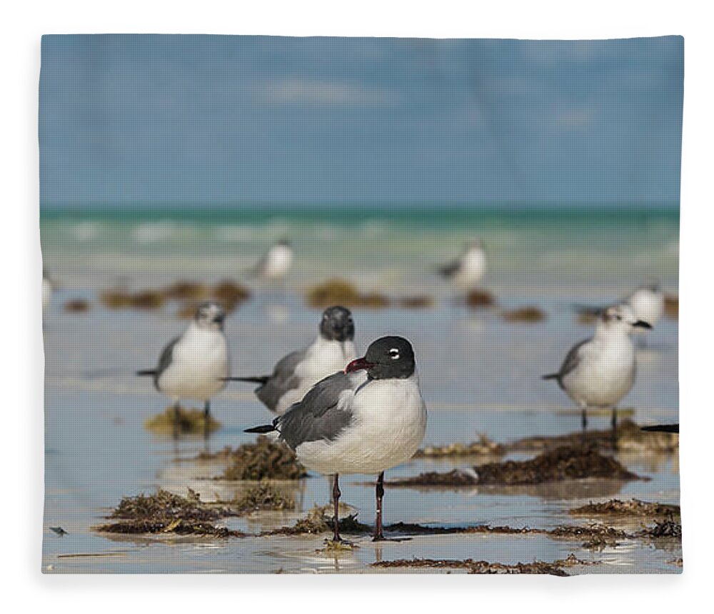 Seagull Fleece Blanket featuring the photograph Seagull at Holbox, Mexico by Julieta Belmont