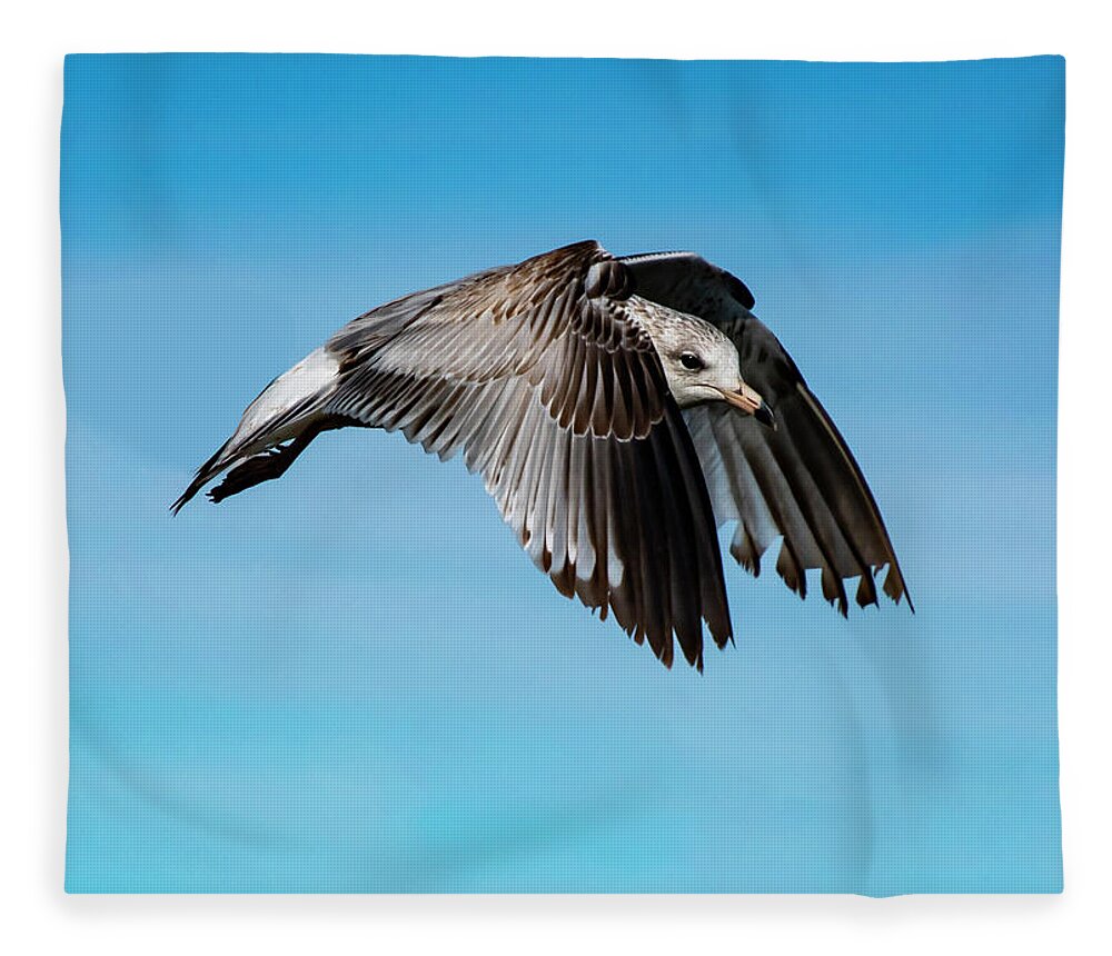 Seagull Fleece Blanket featuring the photograph Seagull In Flight Color by Cathy Kovarik