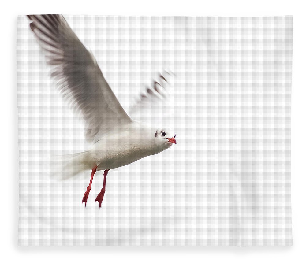 Animal Themes Fleece Blanket featuring the photograph Seagull In The Air Looking At Me by Positiv Photography